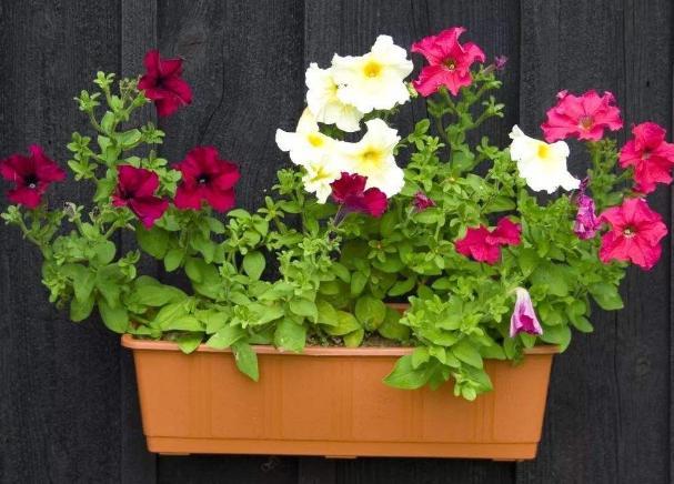 秋季养花 该如何护根强根 阿司匹林 柳树枝 用对效果一级棒 腾讯新闻