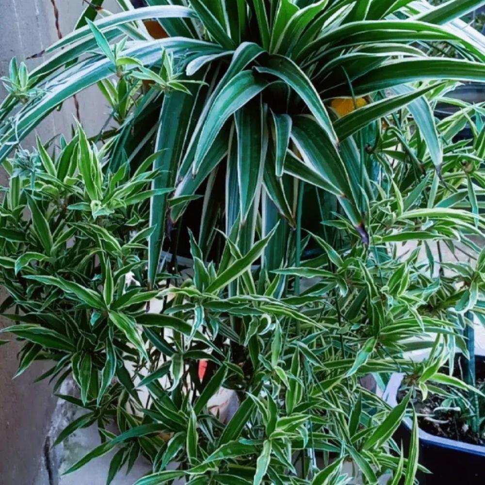 绿萝,吊兰变异了?这些品种,你未必都见过!