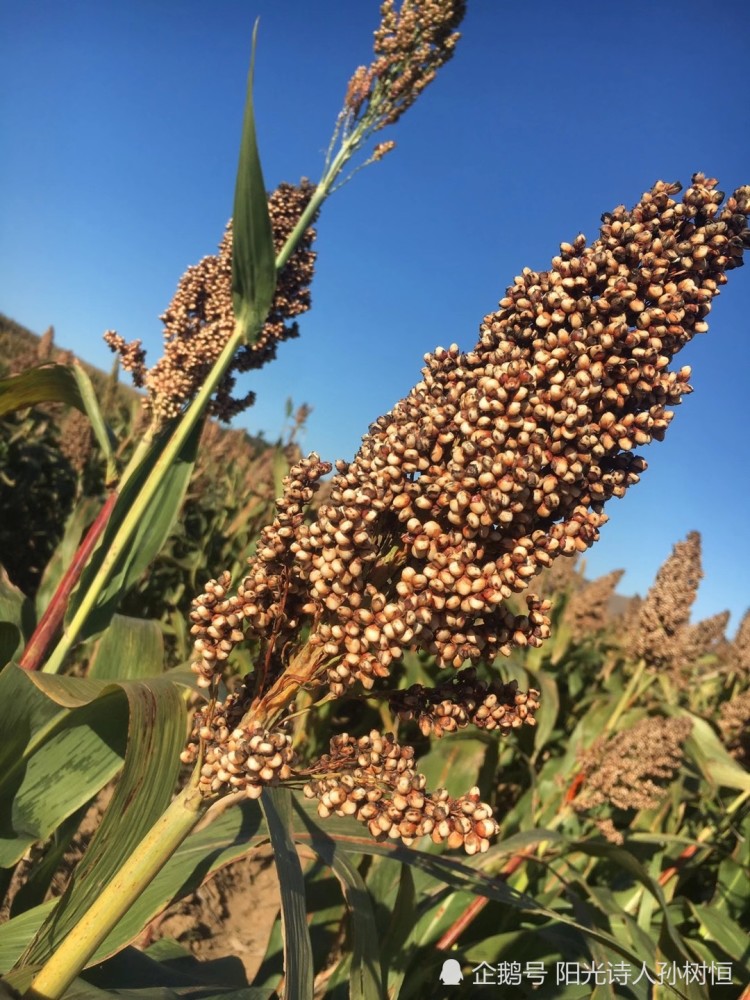 河流|秋天，想起故乡的河流