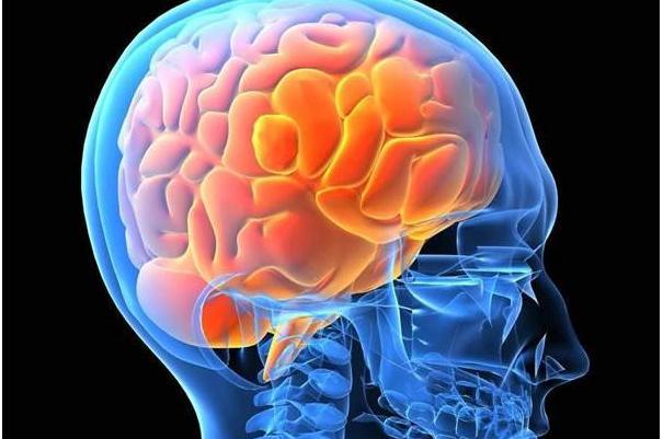 大脑|人类发展几百万年，为何大脑没有“升级”？我们这一代是尽头？