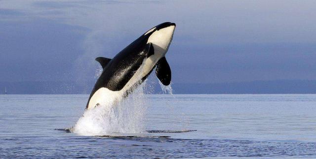 大脑|人类发展几百万年，为何大脑没有“升级”？我们这一代是尽头？