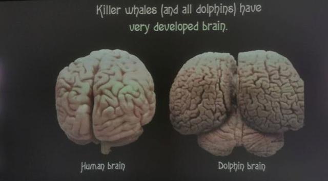 大脑|人类发展几百万年，为何大脑没有“升级”？我们这一代是尽头？