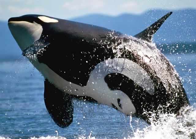 大脑|人类发展几百万年，为何大脑没有“升级”？我们这一代是尽头？