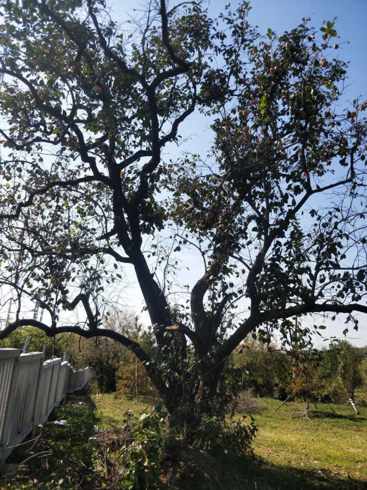 果农|这个季节枝头最靓的果，背后竟有一项濒临失传的非遗