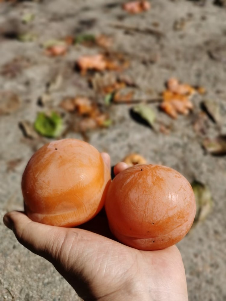 果农|这个季节枝头最靓的果，背后竟有一项濒临失传的非遗