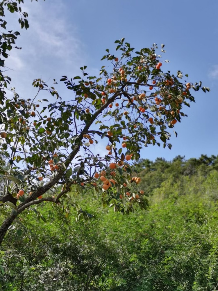果农|这个季节枝头最靓的果，背后竟有一项濒临失传的非遗