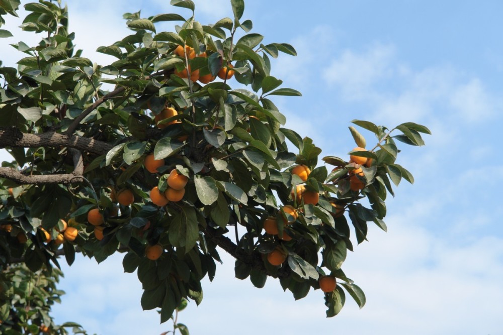果农|这个季节枝头最靓的果，背后竟有一项濒临失传的非遗
