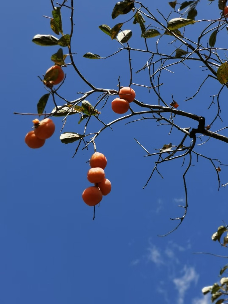 果农|这个季节枝头最靓的果，背后竟有一项濒临失传的非遗