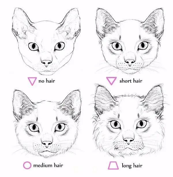 【零基础学画画】动物结构"猫"的绘画方法教程