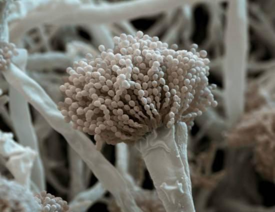 兵马俑|显微镜下的兵马俑，开出白色“花朵”，专家：应永久禁止发掘秦陵