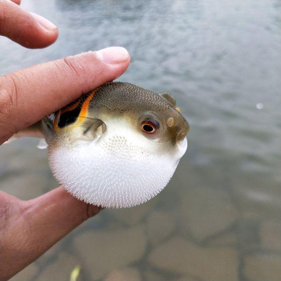 珠江裡釣起紅眼魚半路被咬得稀爛水下有食肉生物