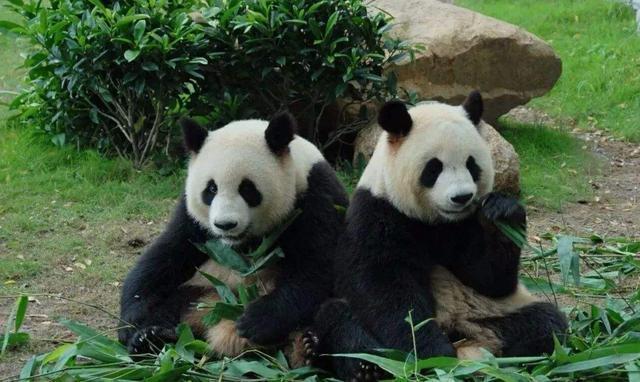 老书虫|脑洞大开的异兽流小说，主角：生而为异兽，我很快乐