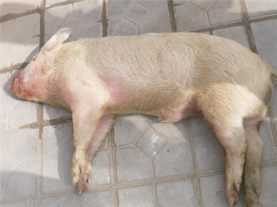 猪败血性链球菌病图片