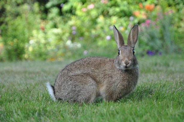 英国伦敦大学|英国伦敦大学研究发现26种动物易感染新冠病毒，包括猪、马、兔子