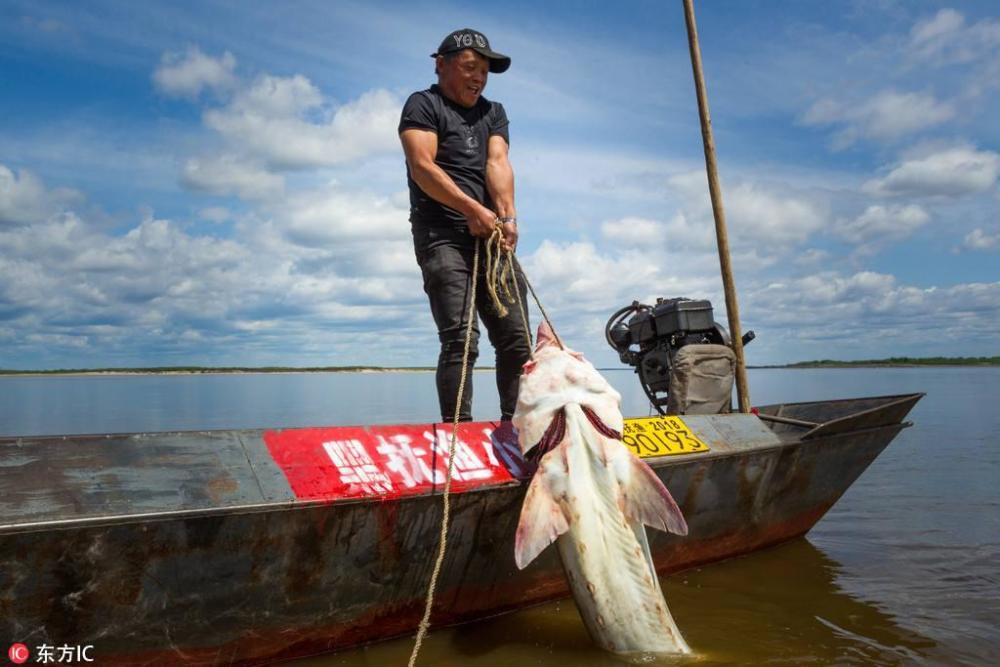 跟着康熙大帝到吉林探寻松花江中的巨无霸鲟鳇鱼的秘密