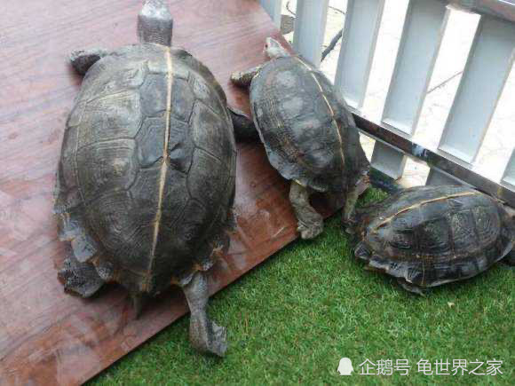 想养只陆龟亚洲巨龟是一个不错的选择