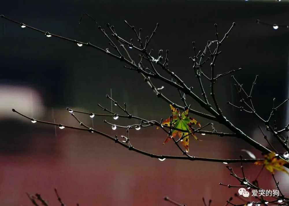 李商隐|李商隐初到长安下起了暴雨，写下的这首《滞雨》，每一句都很伤感