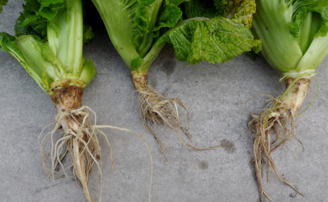 大棚蔬菜白菜黄叶烂根的原因白菜根腐病用什么药白菜抗重茬的预防方法