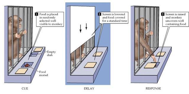 诺贝尔|这位医生发明这项手术，获得诺贝尔生物学或医学奖，也毁了上万人