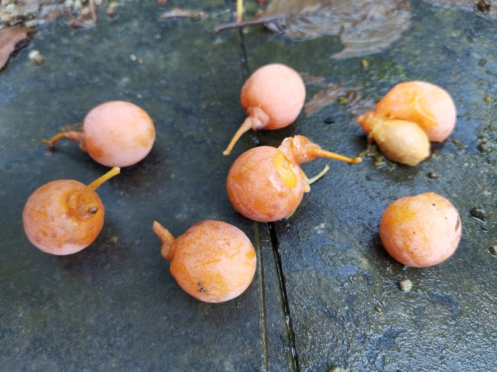 峨眉山的银杏果熟了让我来给小伙伴们说一说有关银杏的那些事