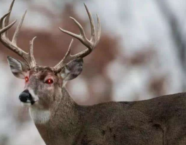 美国出现大量丧尸鹿长相恐怖生化危机要来了