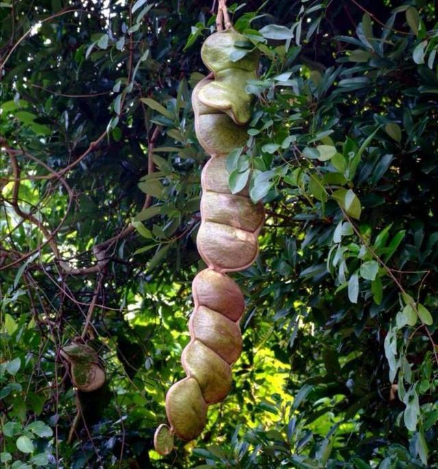 世界最大的豆子别号过江龙常被做成辟邪饰品我国有出产