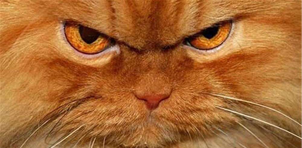 惹猫猫生气了猫咪恨你有这几种表现