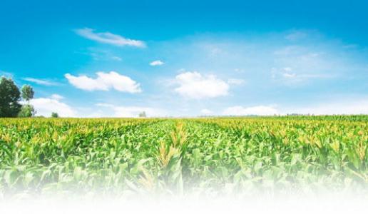 玉米|林少华：玉米地里的30000册书