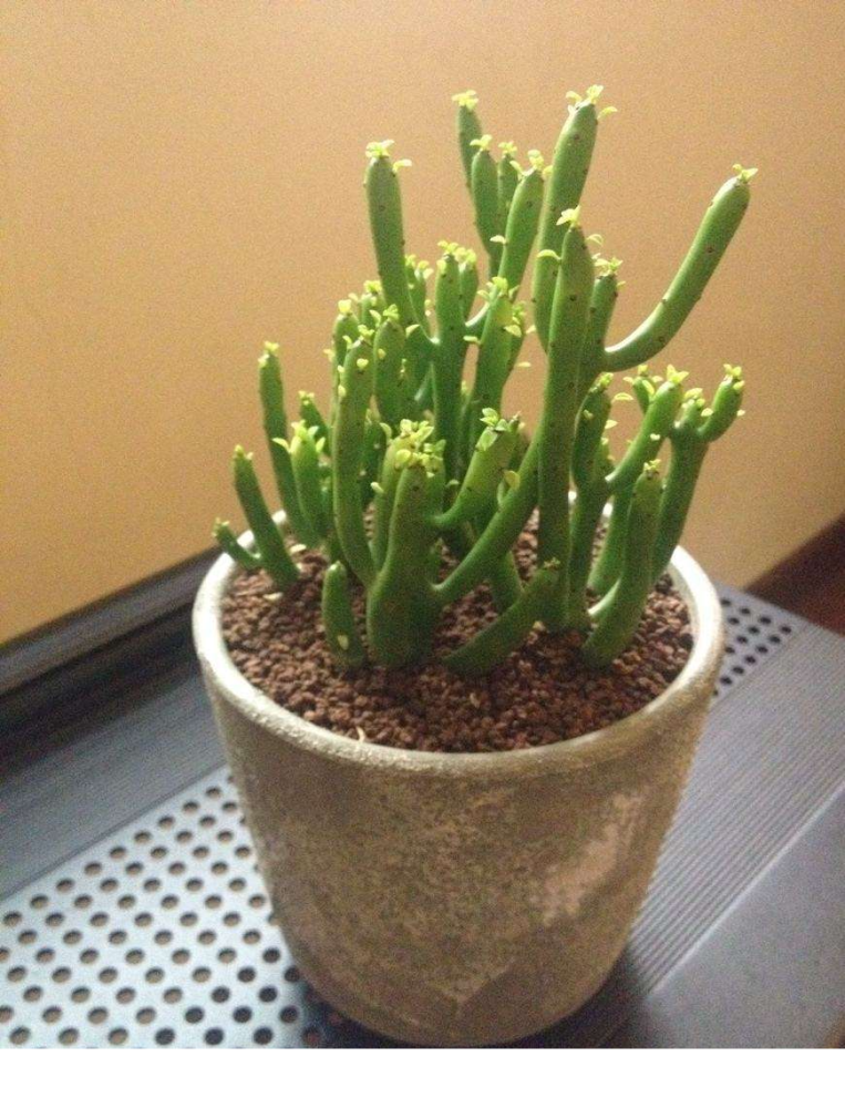 一种多肉细细长长,翠翠绿绿,好养颜值高,名叫光棍树