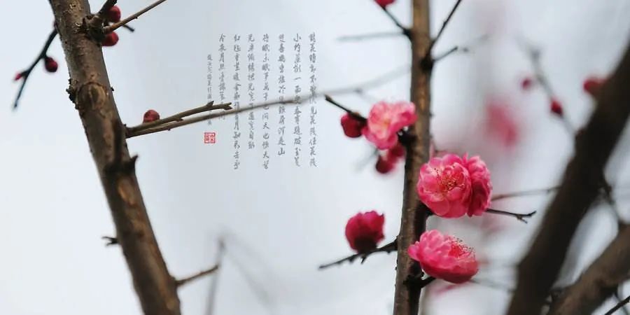 李家荣|读睡诗词精读《江城梅花引·距离万万复千千》