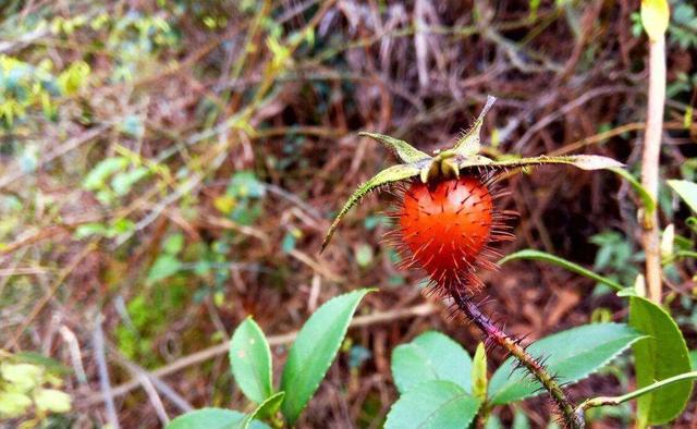 其实这种浑身都是刺的"精果",学名正是叫做金樱子,除了因为它的颜色金