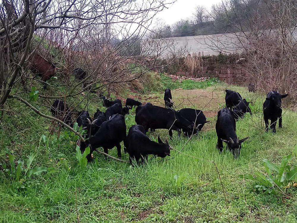 努比亚黑山羊|不到一年就能出栏，最高卖1万元一只，是农民养殖新风口吗？