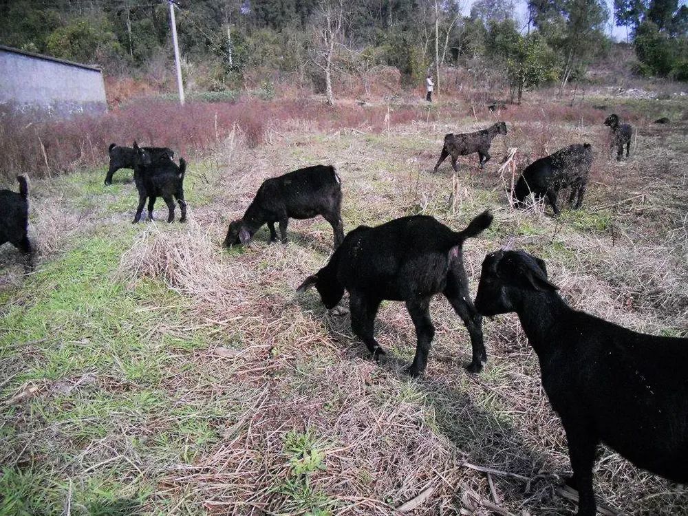 努比亚黑山羊|不到一年就能出栏，最高卖1万元一只，是农民养殖新风口吗？