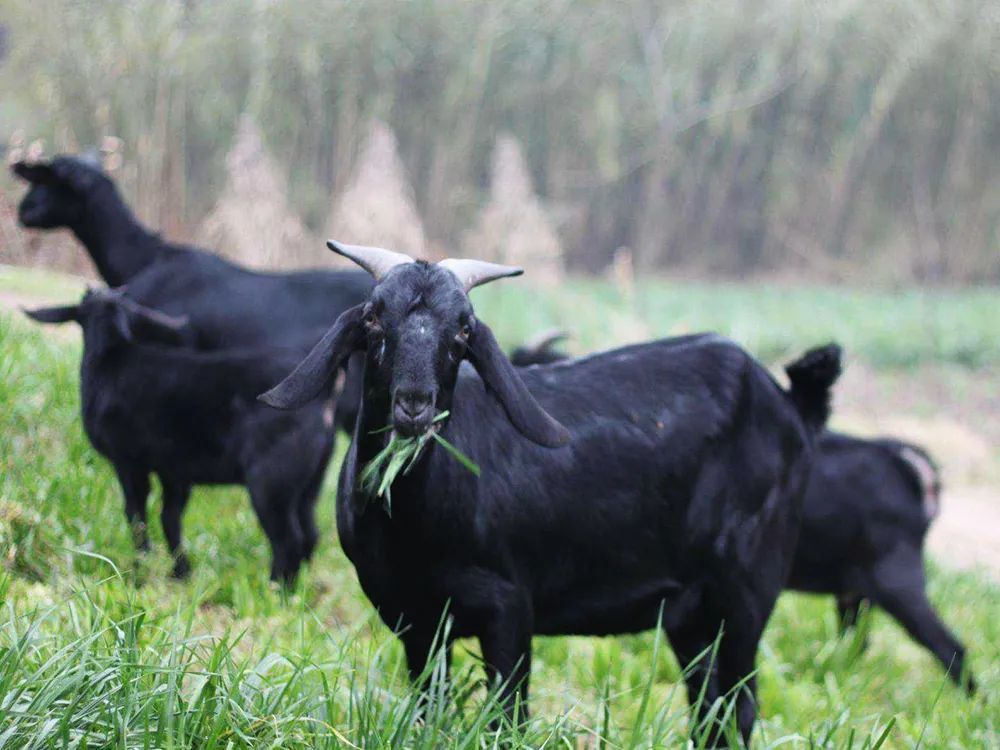 努比亚黑山羊|不到一年就能出栏，最高卖1万元一只，是农民养殖新风口吗？