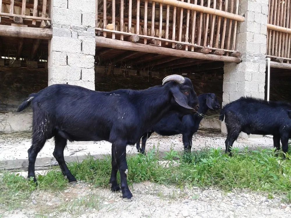 努比亚黑山羊|不到一年就能出栏，最高卖1万元一只，是农民养殖新风口吗？