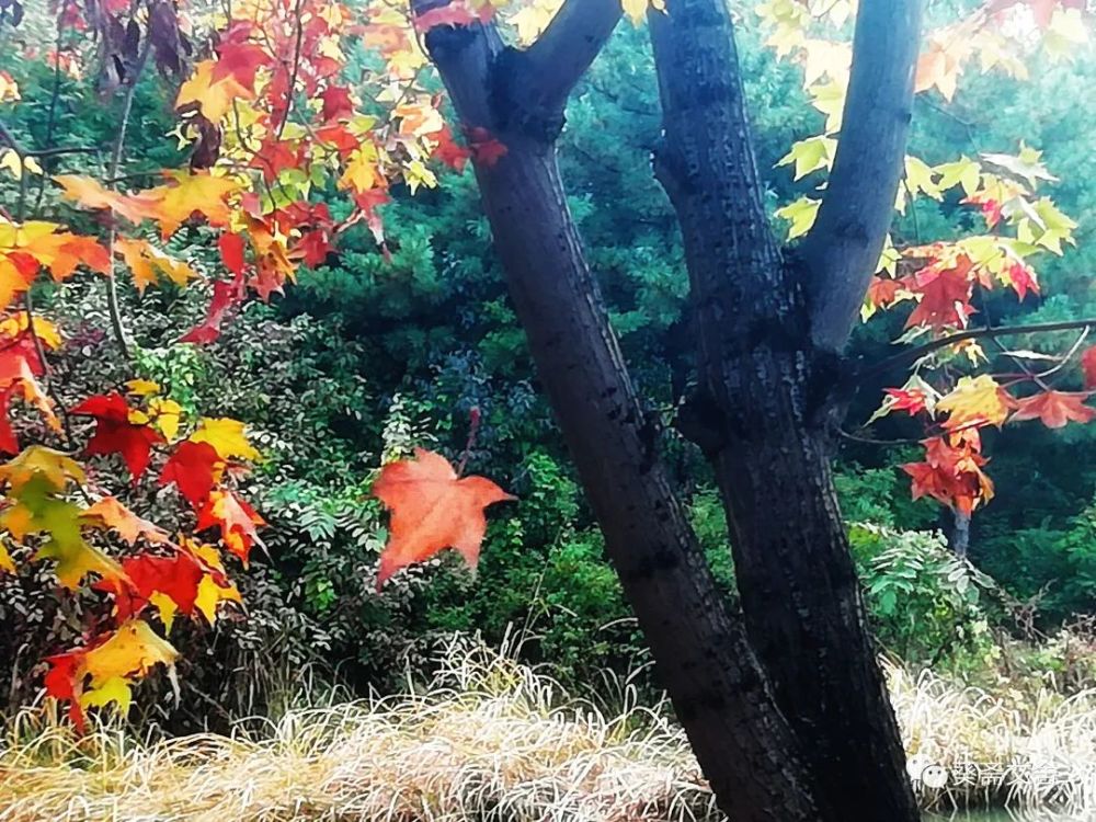 张小昌|渐老就是想想想不起来的，忘忘忘不了的