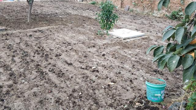 种植户|今天寒露，农村俗称“吃了寒露饭，单衣汉少见”，寒露后该怎么做