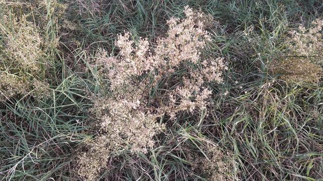 种植户|今天寒露，农村俗称“吃了寒露饭，单衣汉少见”，寒露后该怎么做