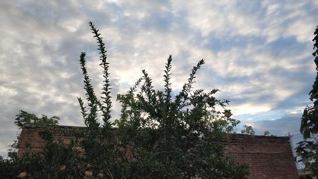 种植户|今天寒露，农村俗称“吃了寒露饭，单衣汉少见”，寒露后该怎么做