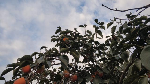 种植户|今天寒露，农村俗称“吃了寒露饭，单衣汉少见”，寒露后该怎么做