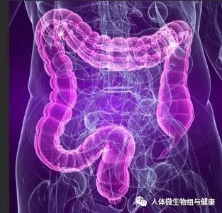 抗生素|抗生素可以改变微生物组让老年动物动脉变年轻？