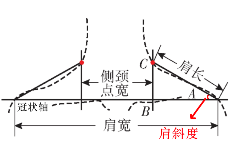 它指在同一冠狀面上,頸根外側點和肩峰點的連線與冠狀軸之間的夾角.