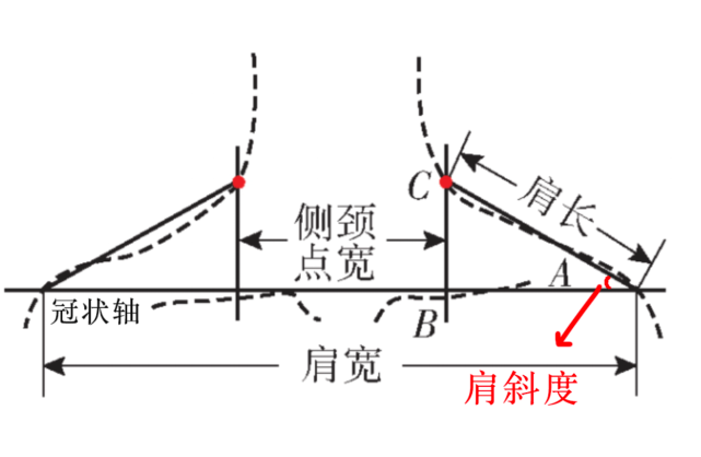 它指在同一冠狀面上,頸根外側點和肩峰點的連線與冠狀軸之間的夾角.