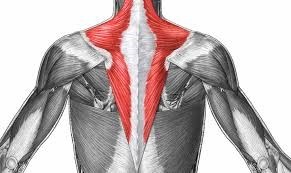 斜方肌|女明星们的直角肩究竟是天生的还是凹出来的？你也可以拥有吗？