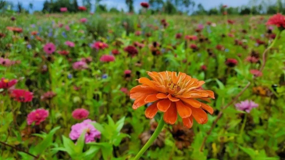 温榆河公园|同时体验“景”与“静”，这些地方别错过