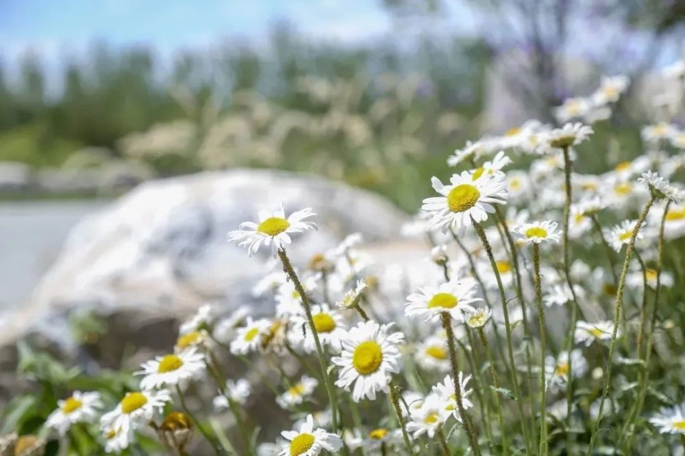温榆河公园|同时体验“景”与“静”，这些地方别错过