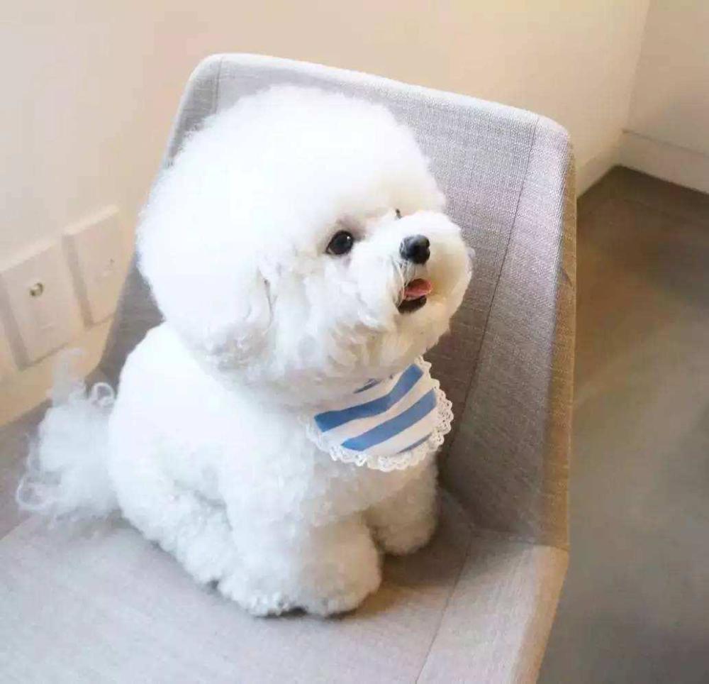 9种能单手抱起的小狗可爱又容易养第一次养狗养它轻松很多