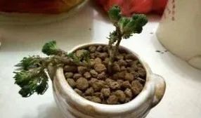 上海话|上海话“曲细”和“领盆”的来头