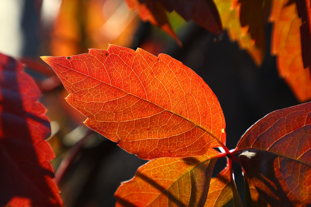 西达|门头沟群山渐染，清水镇秋意渐浓