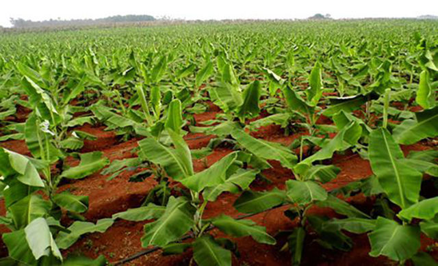 果树香蕉根腐的处理方法香蕉烂根病的防治方法枯黄萎病怎样防治